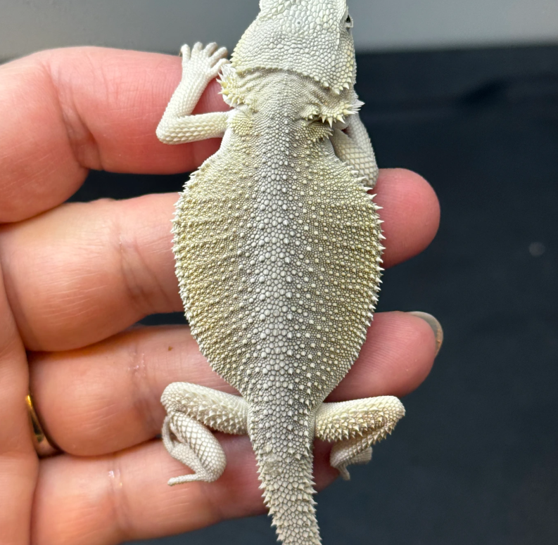 White Bearded Dragon – Premium Exotic Reptile Pet